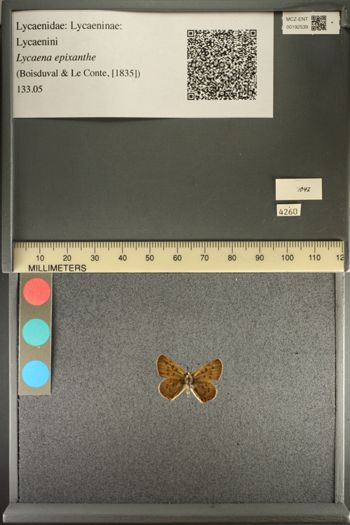 Media type: image;   Entomology 192539